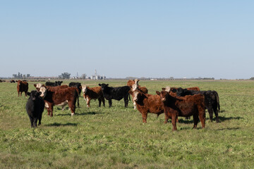 Herd of young cows. Group of black and brown steers in the meadow