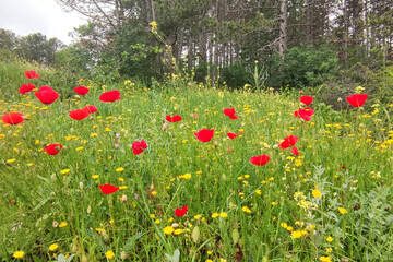 red blooming poppies in a meadow near the forest