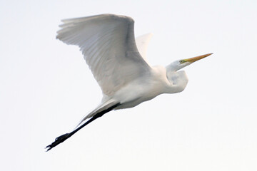 Uma linda garça branca gigante sobrevoando o canal de Ponta Negra - Maricá - RJ