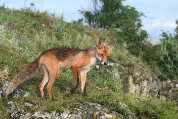 Obraz premium Red fox Vulpes vulpes in the wild