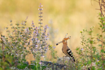 Eurasian or common hoopoe Upupa epops, in the wild