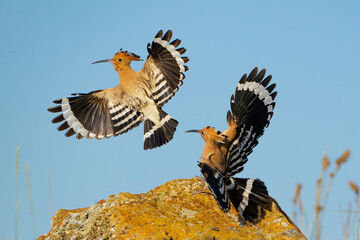 Eurasian hoopoe Upupa epops bird in the wild © Tatiana