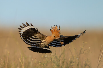 Eurasian hoopoe Upupa epops bird with beetle insect in beak and raised crest. © Tatiana