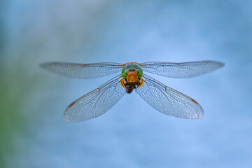 Dragonfly Aeshna isosceles in flight