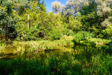 Small river in a forest on summer