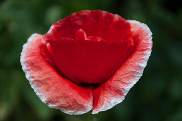 red poppy in the garden