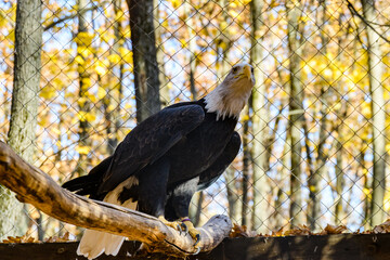 Bald eagle (Haliaeetus leucocephalus). Bird of prey in a cage