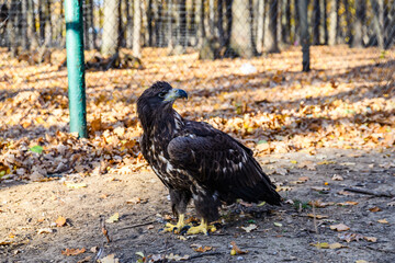 Golden eagle (Aquila chrysaetos). Bird of prey in a cage