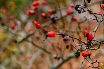 Ripe fruits on branches of the dog rose bush