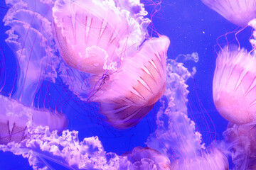 Ripresa ravvicinata di meduse in un acquario