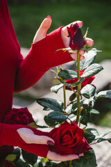 Woman in Red Touching a Rose Bush
