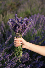 Woman Holding Fresh Lavender Bouquet in Field at Sunset