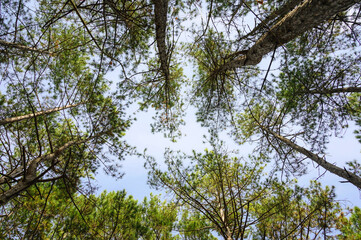 Looking Up Through Tall Pine Trees On A Sunny Day