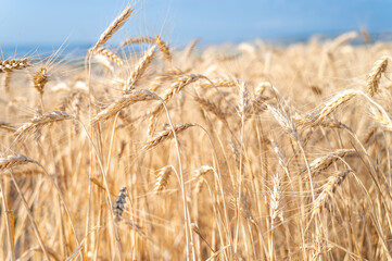 Golden Wheat Stalks Swaying in a Summer Breeze