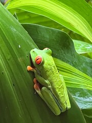 Costa Rica Tree frog