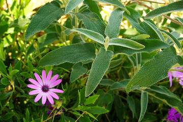 Sage field with sage plant silvered hairy leaves and pink flower head