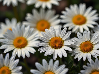 Fototapeta premium Daisies