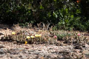 Obraz premium Beavertail cactus in bloom at Black Canyon of the Gunnison National Park in Colorado