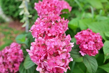 flower, 네이처, flower, 봄, 분홍, 블로섬, 식물, 라일락, 뜰, 보라색, 개화, 여름, 미, 나뭇잎, 꽃, 계절, 개화, 나무, 덤불, 근접, 식물, beautiful, 매크로, 가지