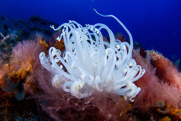 Bright white anemone shimmering on the brown algae of the seabed.