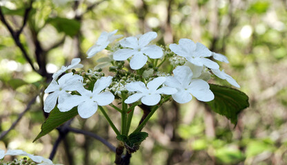 Viburnum (Vibúrnum oculus)blooms with white flowers, a garden shrub