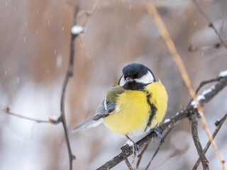 Cute bird Great tit, songbird sitting on the fir branch with snow in winter