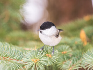 Cute bird the willow tit, song bird sitting on the fir branch
