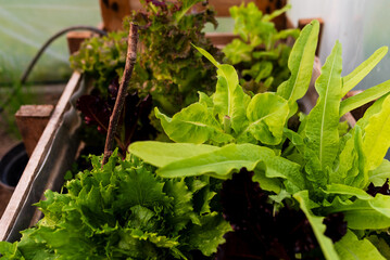 Sałąta w folii © Mateusz