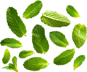 Fresh picked mint leaves collection - Ready to use Premium PNG Cutout Isolated image