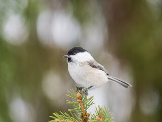 Cute bird the willow tit, song bird sitting on the fir branch