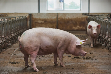 Pregnant sows on a modern farm in Denmark