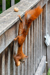 Eichhörnchen