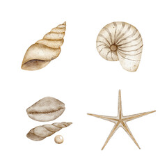 Watercolor set of underwater shells, starfish, scallop. Illustration, hand drawn isolated for design in nautical style, cards, posters, packaging, labels, invitations, congratulations