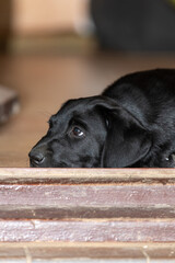 Portrait of a cute black Labrador puppy laying down in a doorway