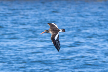 seagull in flight