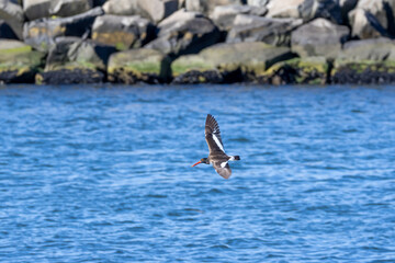 seagull in flight