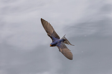 swallow in flight