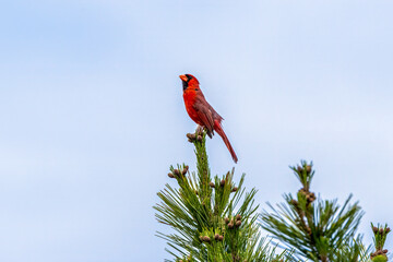 red cardinal on a branch