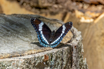butterfly on a tree stump