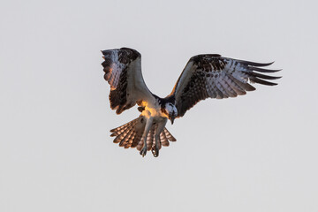 osprey in flight