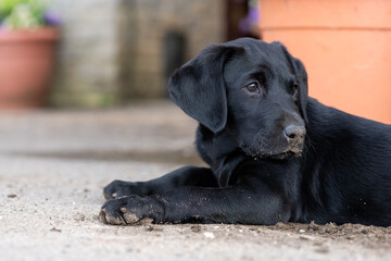 Portrait of a black Labrador puppy laying on the ground