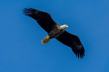 bald eagle in flight