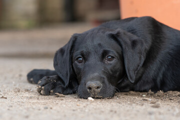 Portrait of a black Labrador puppy laying on the ground