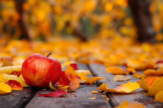 Bright autumn composition with orange 
leaves and red apple laying on a wooden table, blurred autumn forest on the background, empty space for text and design
