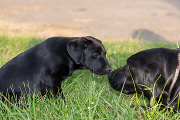 Portrait of a Black Labrador meeting a black Labrador puppy meeting for the first time
