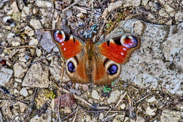 Peacock butterfly on rocky ground