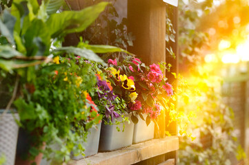 Flower arrangement in the rays of sunset. Multi-colored flowers in boxes on the streets