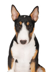 cute tricolor miniature bull terrier puppy portrait isolated on white
