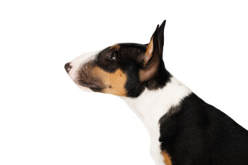 tricolor miniature bull terrier puppy profile portrait on white studio background