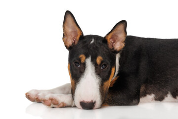 cute tricolor miniature bull terrier puppy posing on white studio background, close up lying down portrait